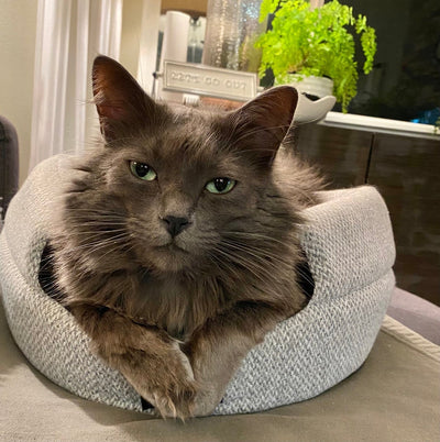 Do You Take Your Cat for Granted? Bids for Connection, Loving Your Cat, and Loving Yourself