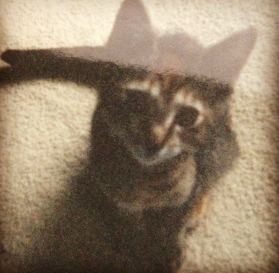 Cumin, The Inspiration for the Love and Above Cat Club