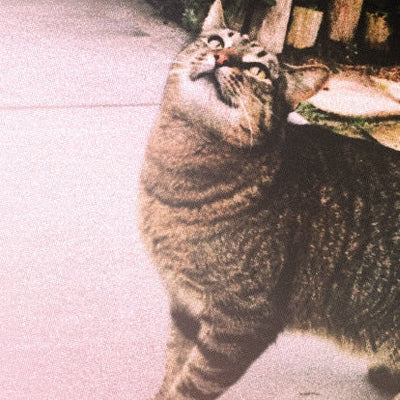 What a Feral Cat Taught Me About Connecting With People