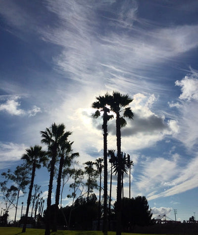 Dear Los Angeles