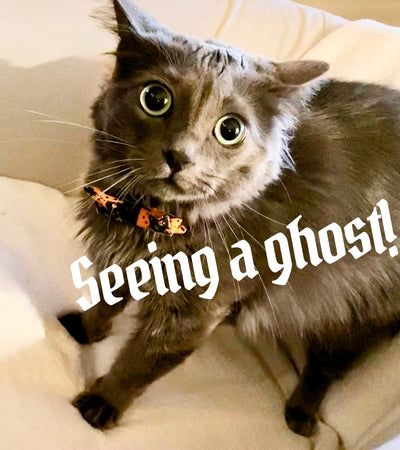 Do Cats See Ghosts? The Highly Sensitive Person & Their Cat