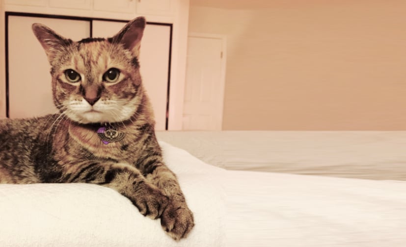 Self Care Products & Body Essentials | Love & Above Cat Club